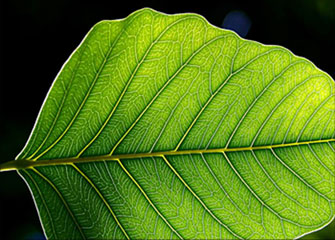 安卓短信轰炸机